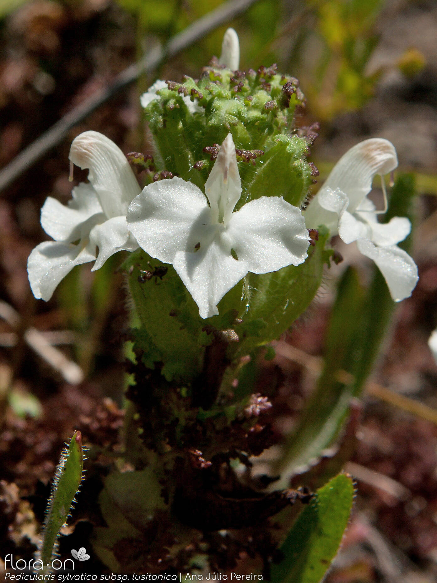 Pedicularis sylvatica lusitanica - Flor (geral) | Ana Júlia Pereira; CC BY-NC 4.0