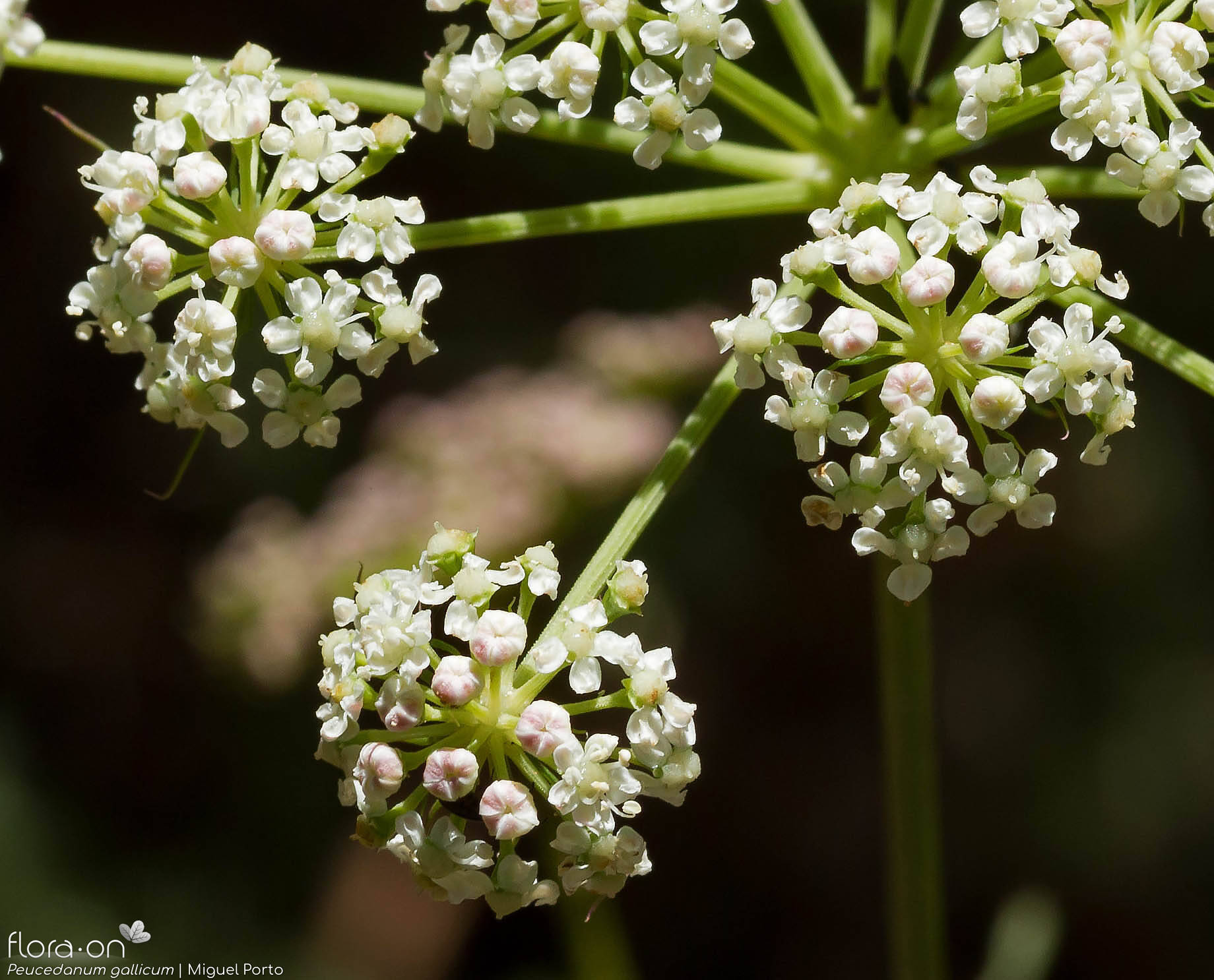 Peucedanum gallicum - Flor (close-up) | Miguel Porto; CC BY-NC 4.0