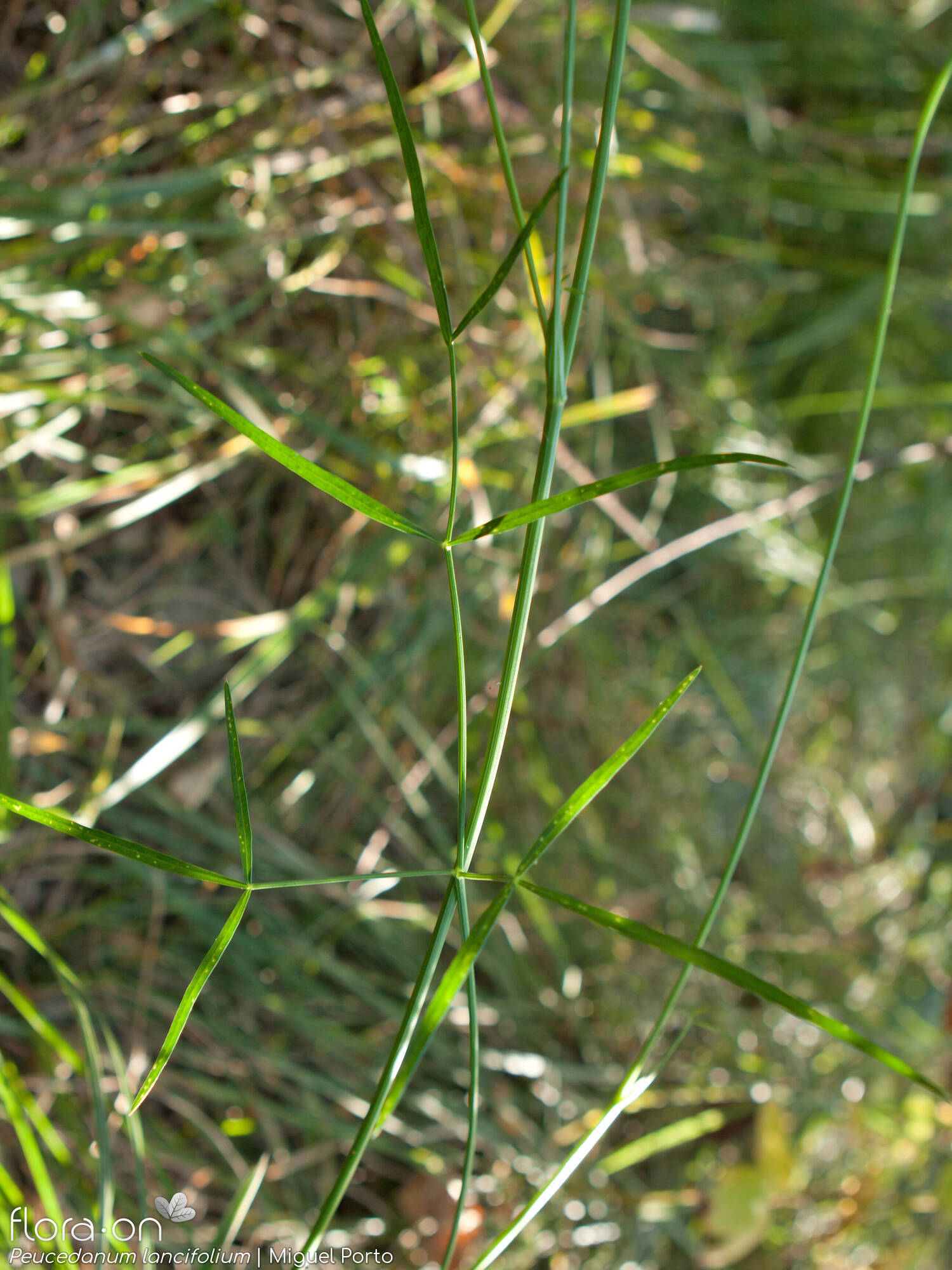 Peucedanum lancifolium - Folha | Miguel Porto; CC BY-NC 4.0