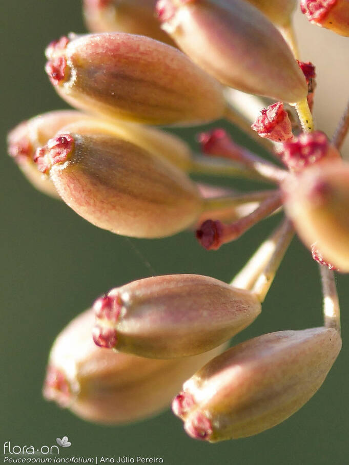 Peucedanum lancifolium - Fruto | Ana Júlia Pereira; CC BY-NC 4.0