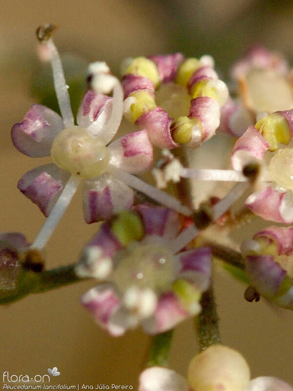 Peucedanum lancifolium - Flor (close-up) | Ana Júlia Pereira; CC BY-NC 4.0