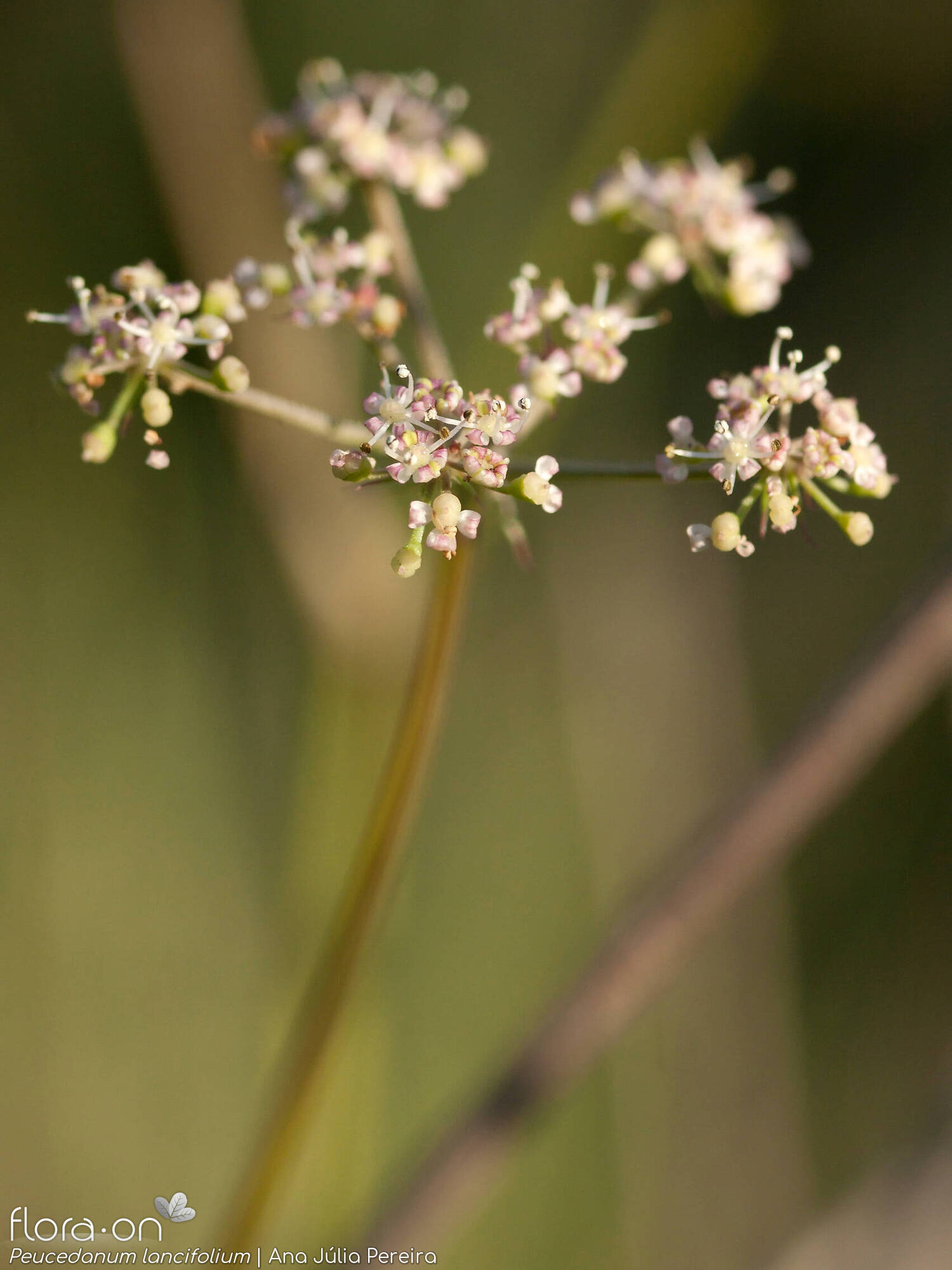 Peucedanum lancifolium - Flor (geral) | Ana Júlia Pereira; CC BY-NC 4.0