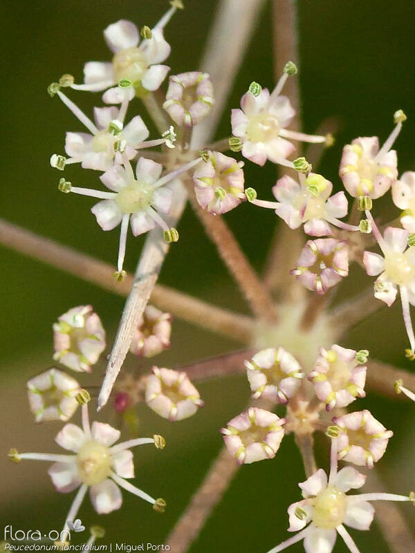 Peucedanum lancifolium - Flor (close-up) | Miguel Porto; CC BY-NC 4.0