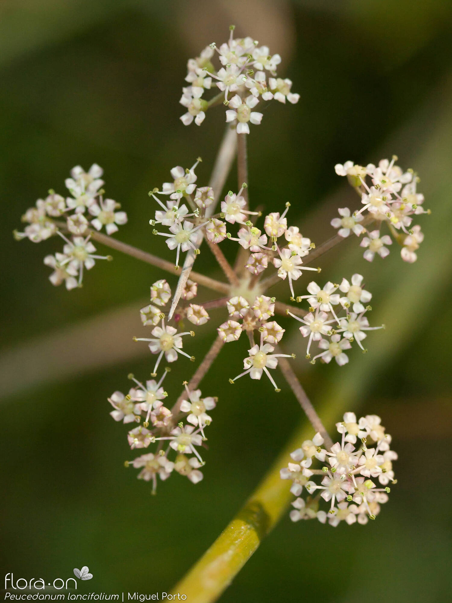 Peucedanum lancifolium - Flor (geral) | Miguel Porto; CC BY-NC 4.0