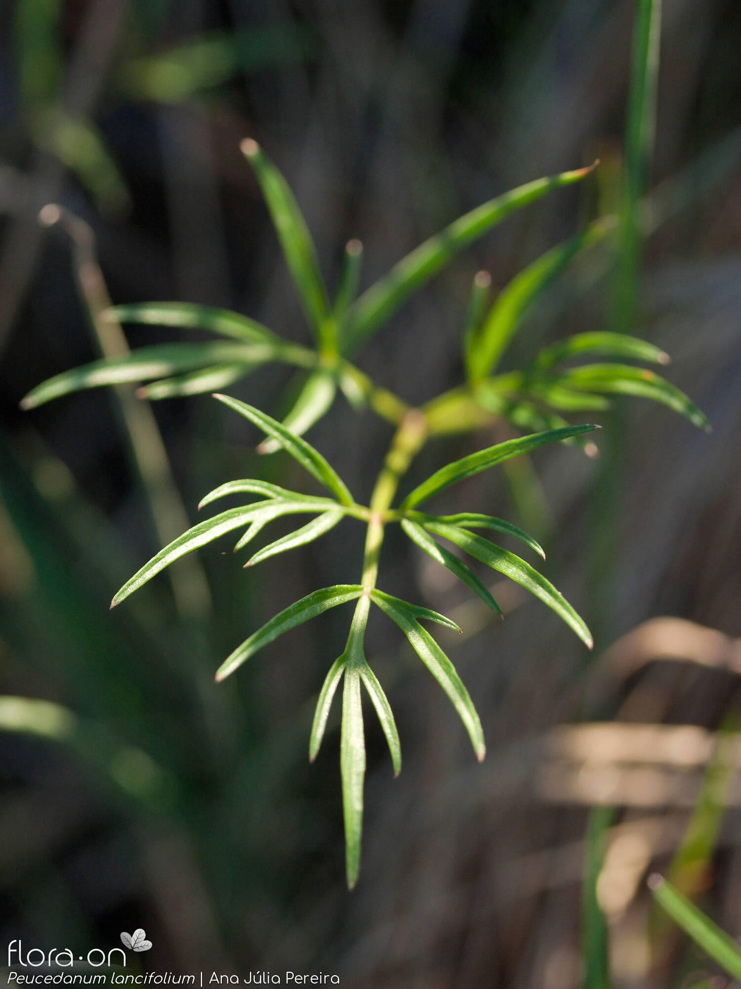 Peucedanum lancifolium - Folha | Ana Júlia Pereira; CC BY-NC 4.0