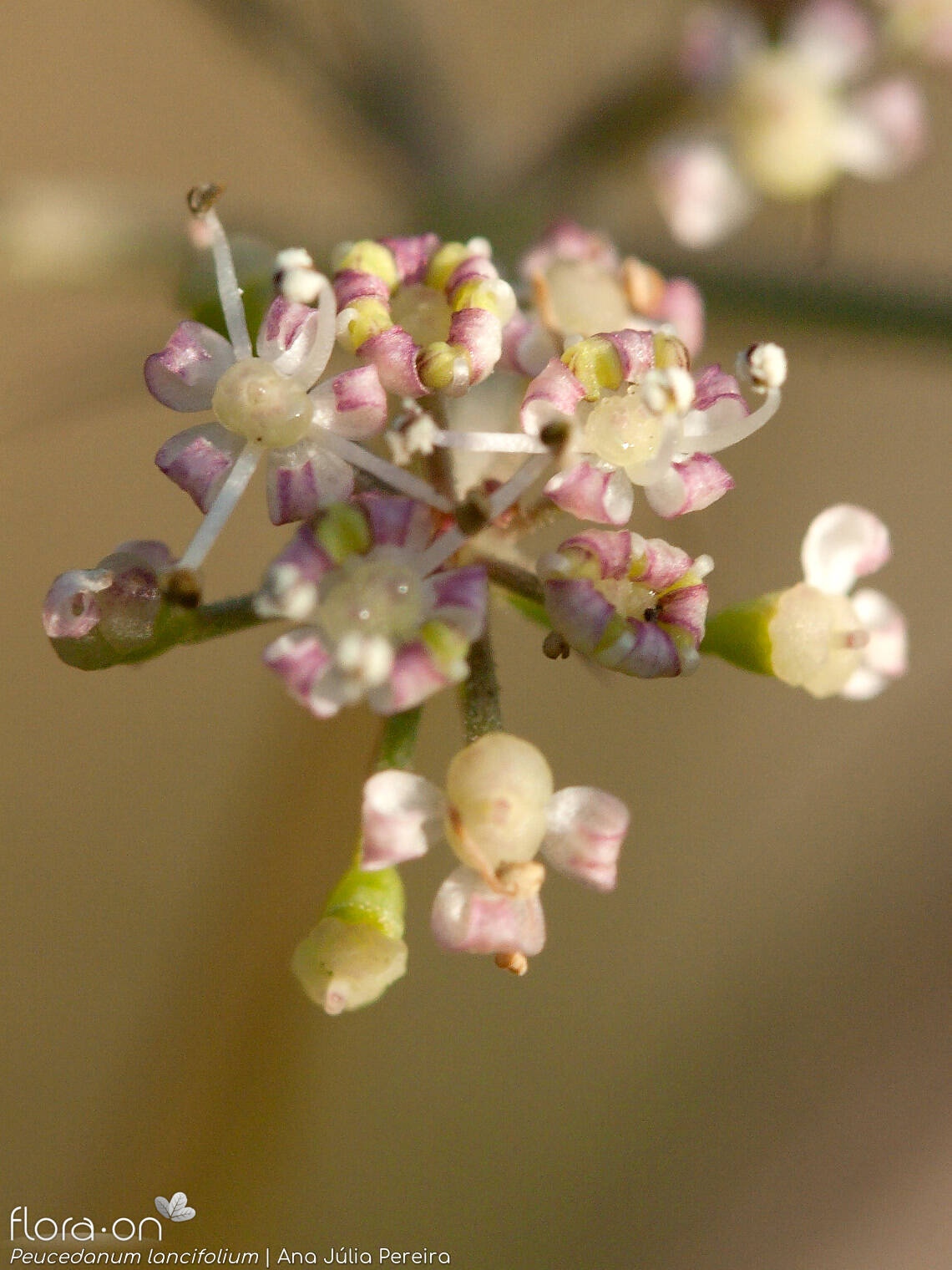 Peucedanum lancifolium - Flor (close-up) | Ana Júlia Pereira; CC BY-NC 4.0