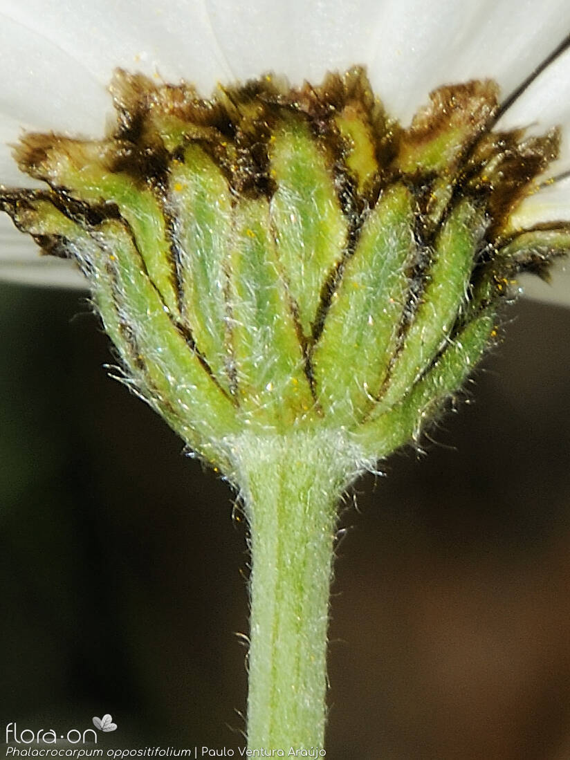 Phalacrocarpum oppositifolium - Bráctea | Paulo Ventura Araújo; CC BY-NC 4.0