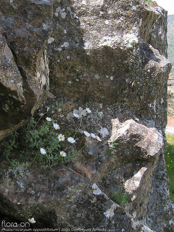 Phalacrocarpum oppositifolium - Habitat | João Domingues Almeida; CC BY-NC 4.0