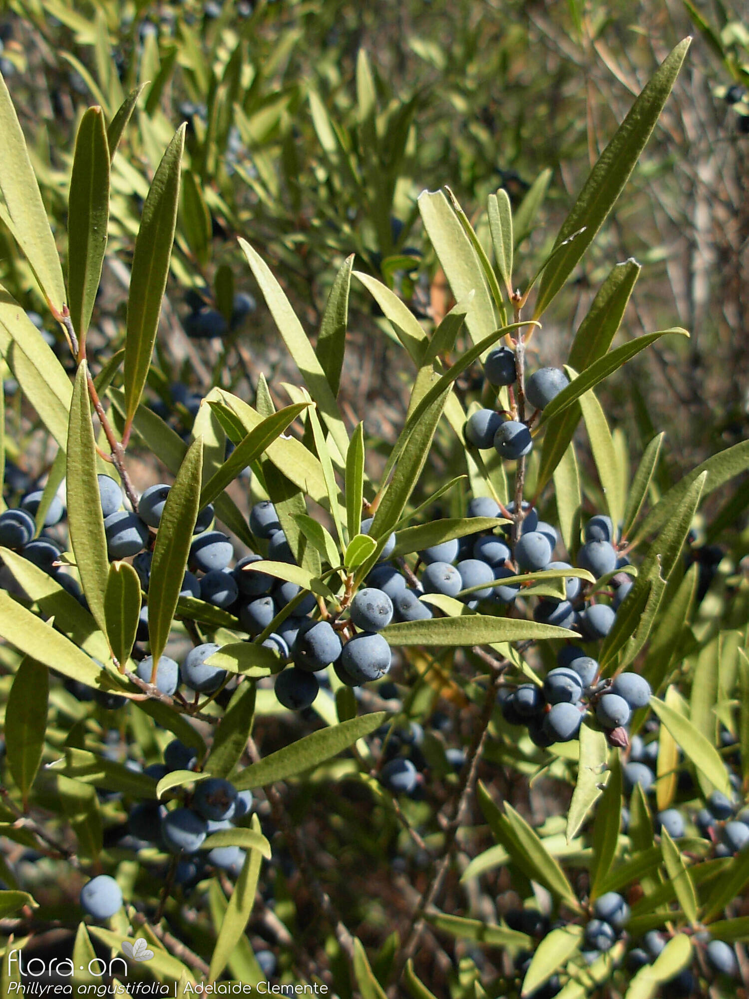 Phillyrea angustifolia - Fruto | Adelaide Clemente; CC BY-NC 4.0