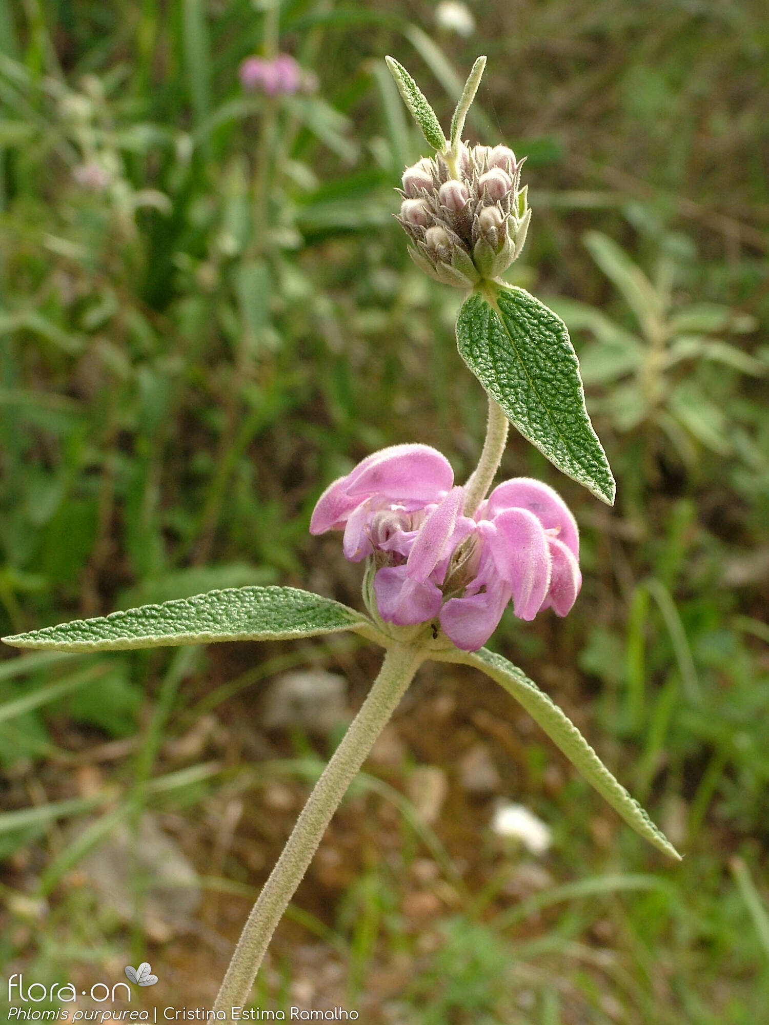 Phlomis purpurea - Flor (geral) | Cristina Estima Ramalho; CC BY-NC 4.0
