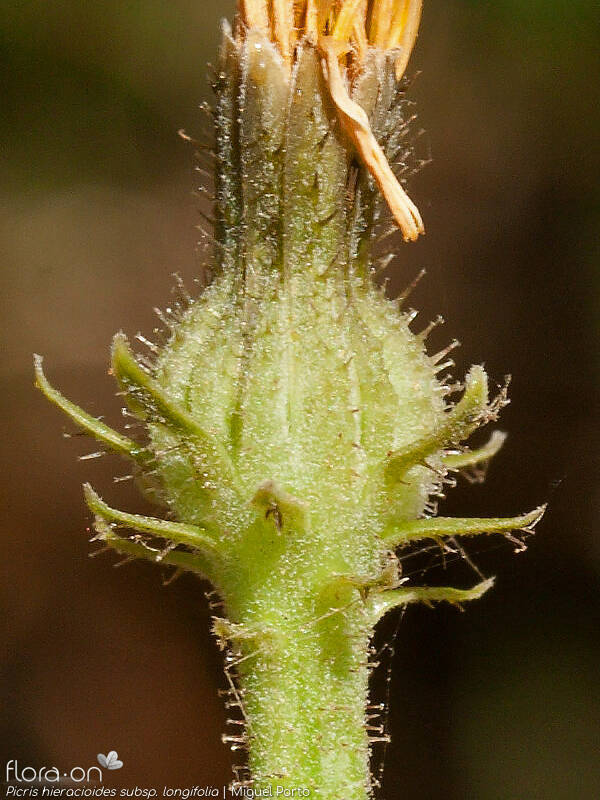 Picris hieracioides longifolia - Bráctea | Miguel Porto; CC BY-NC 4.0