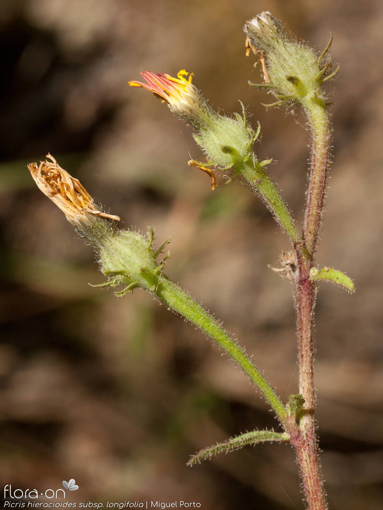 Picris hieracioides longifolia - Flor (geral) | Miguel Porto; CC BY-NC 4.0