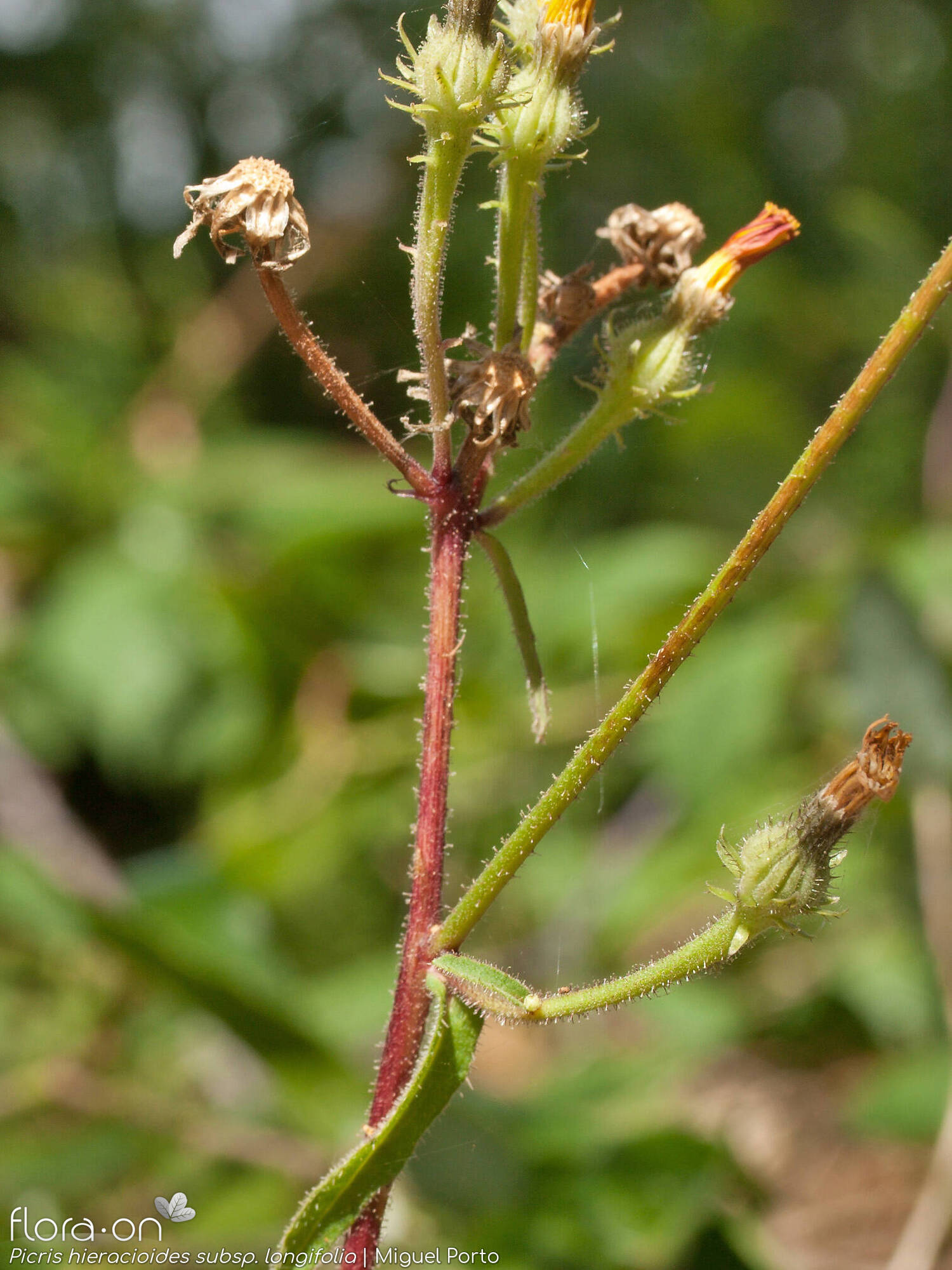 Picris hieracioides longifolia - Flor (geral) | Miguel Porto; CC BY-NC 4.0