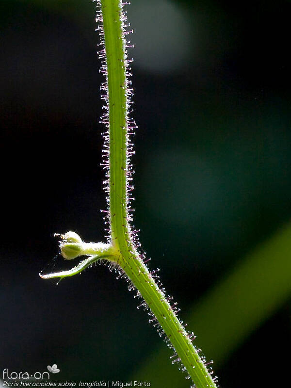 Picris hieracioides longifolia - Caule | Miguel Porto; CC BY-NC 4.0