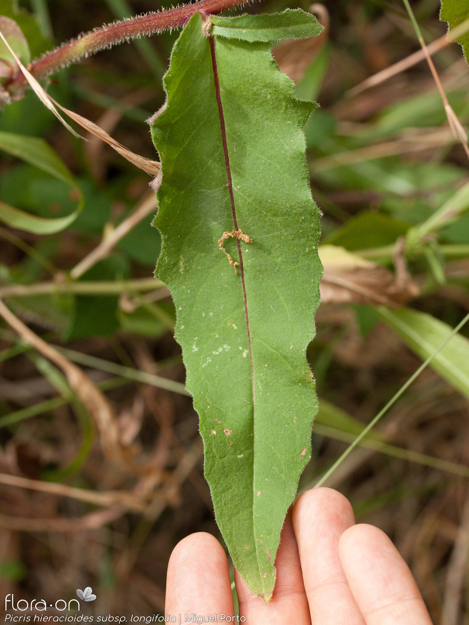 Picris hieracioides longifolia - Folha | Miguel Porto; CC BY-NC 4.0
