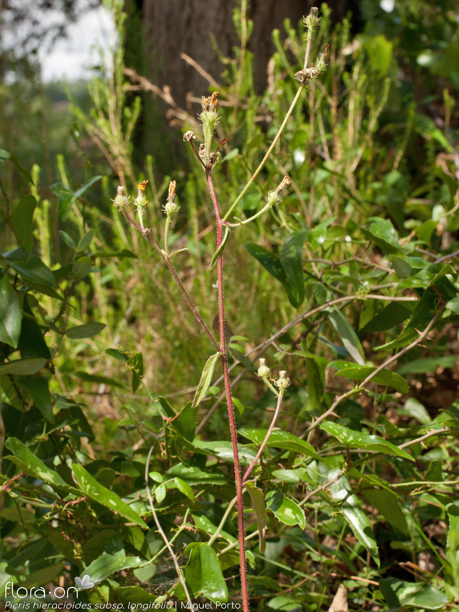 Picris hieracioides longifolia - Hábito | Miguel Porto; CC BY-NC 4.0
