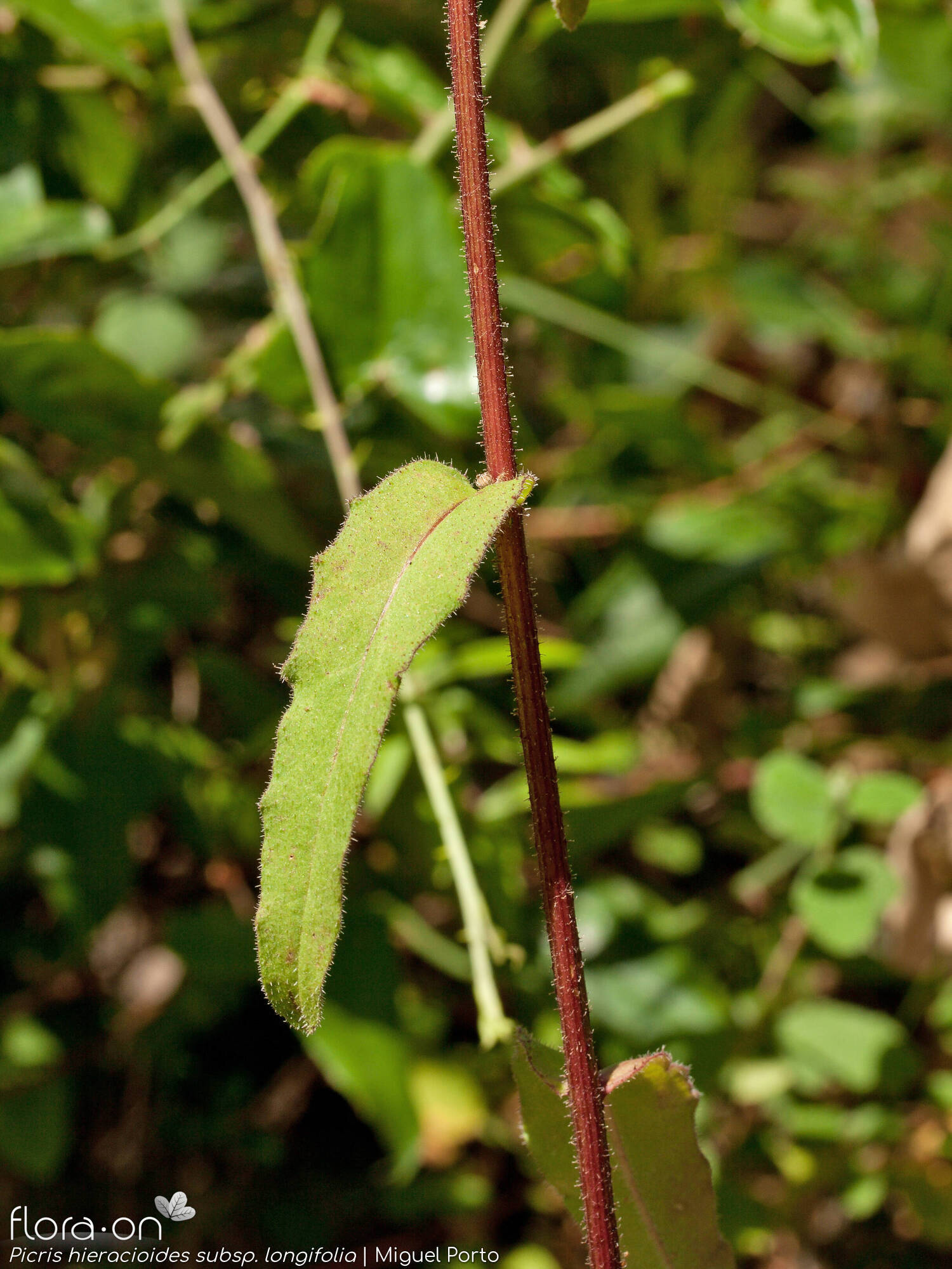 Picris hieracioides longifolia - Folha | Miguel Porto; CC BY-NC 4.0