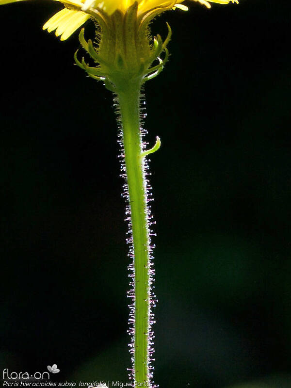 Picris hieracioides longifolia - Caule | Miguel Porto; CC BY-NC 4.0