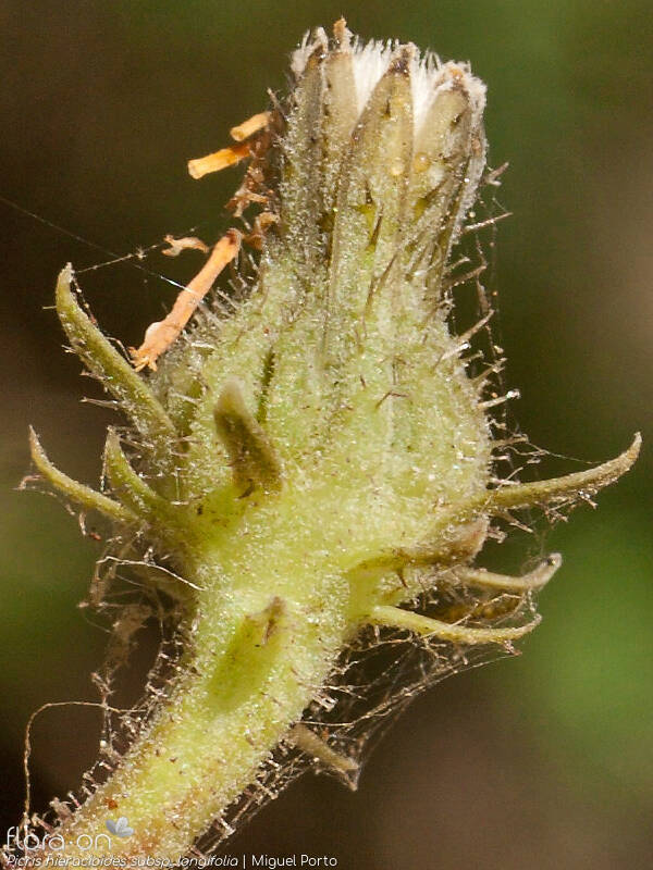 Picris hieracioides longifolia - Capítulo frutífero | Miguel Porto; CC BY-NC 4.0
