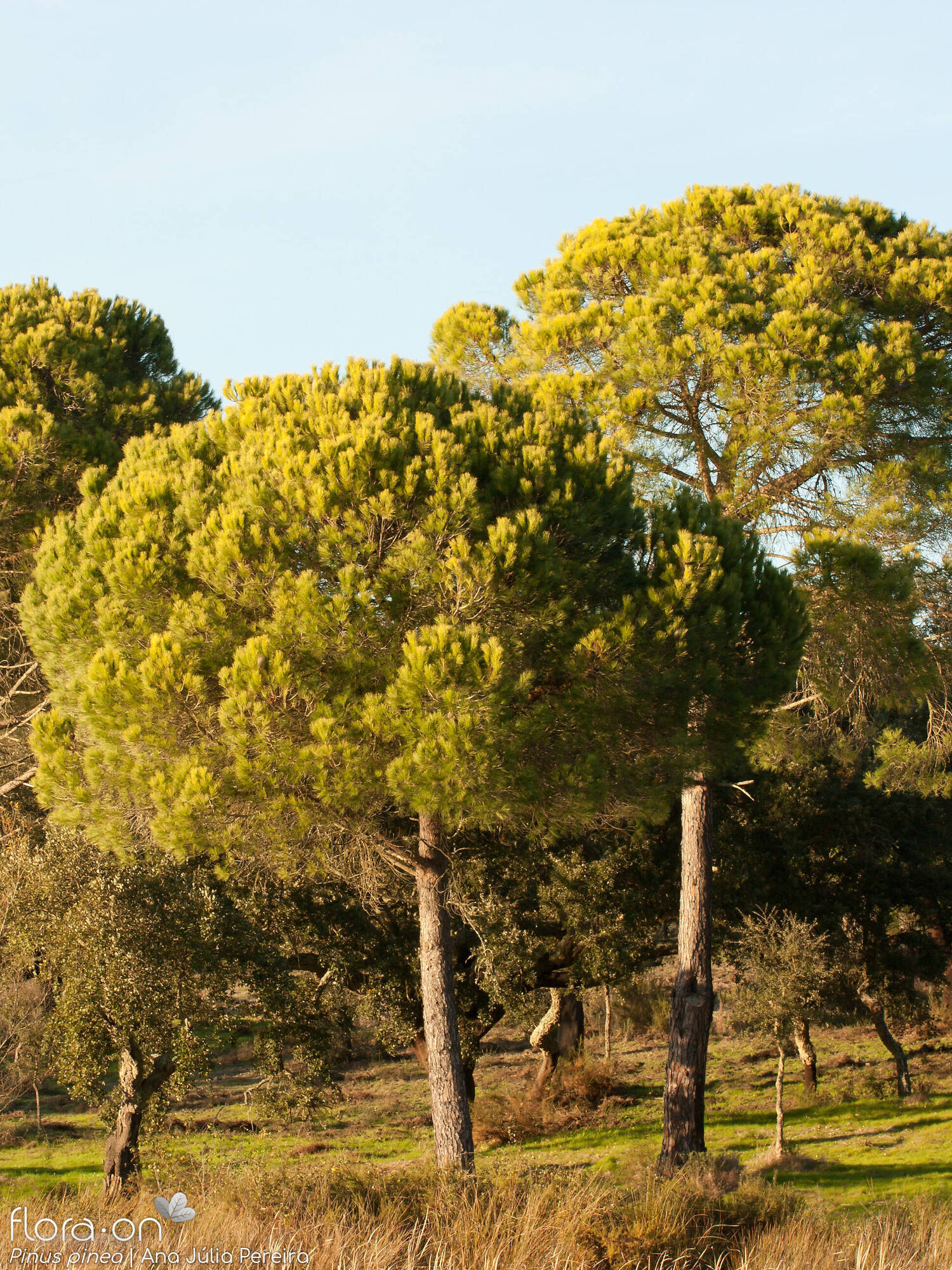 Pinus pinea - Hábito | Ana Júlia Pereira; CC BY-NC 4.0