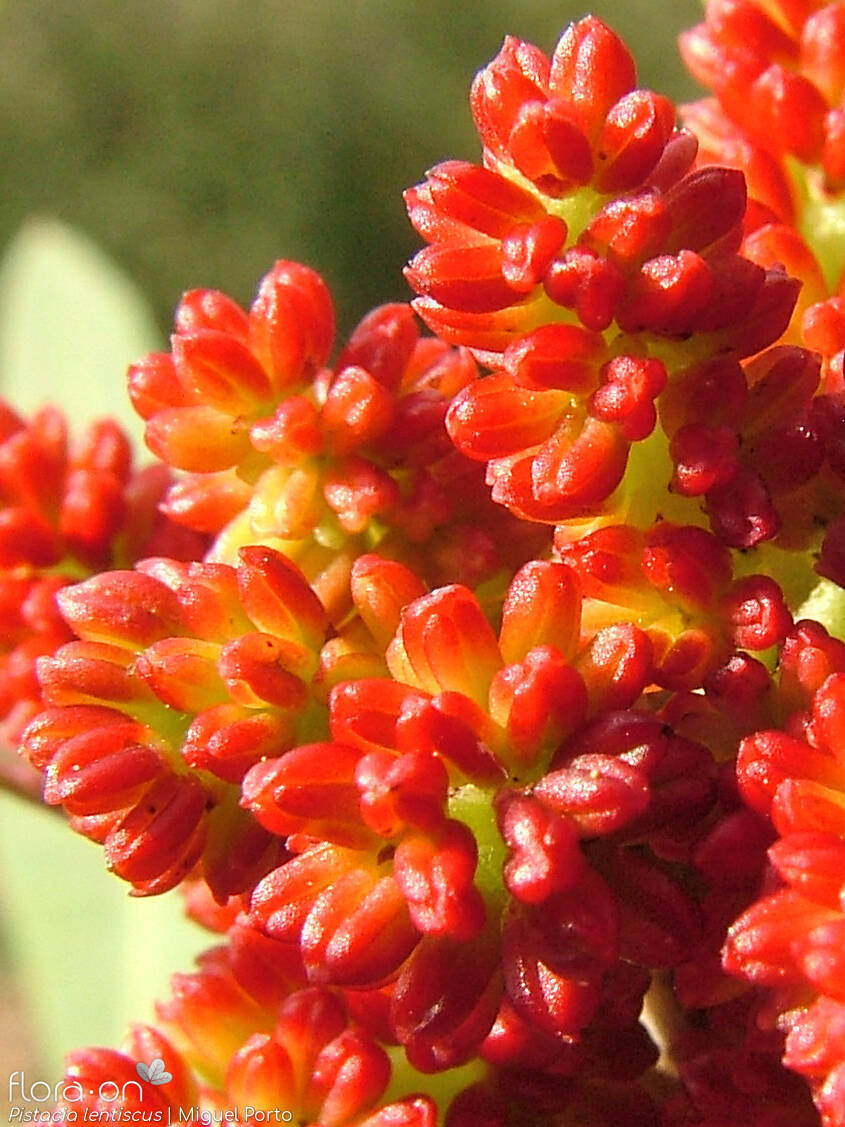 Pistacia lentiscus - Flor (close-up) | Miguel Porto; CC BY-NC 4.0