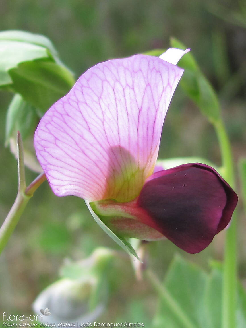 Pisum sativum - Flor (close-up) | João Domingues Almeida; CC BY-NC 4.0