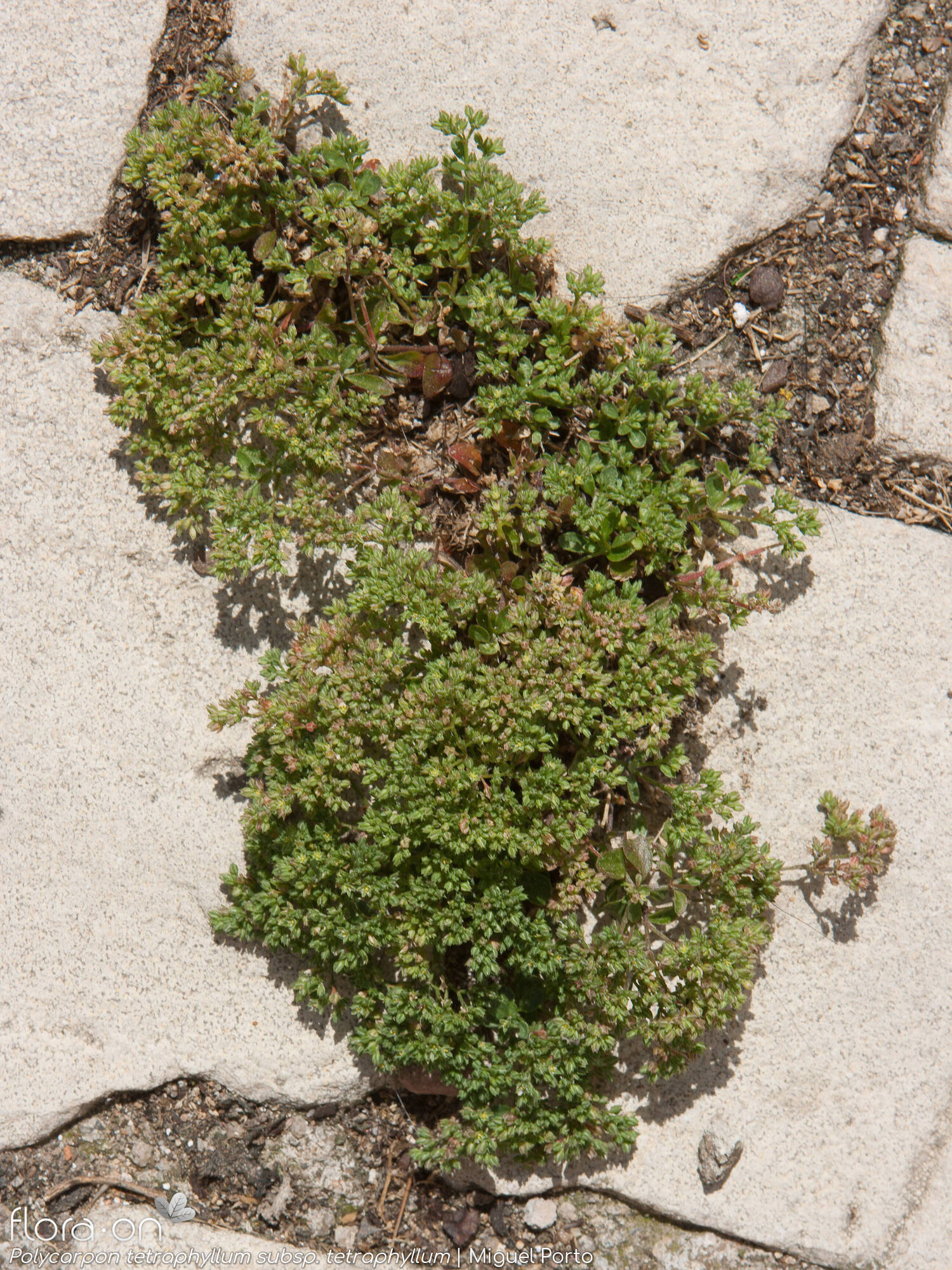 Polycarpon tetraphyllum - Hábito | Miguel Porto; CC BY-NC 4.0