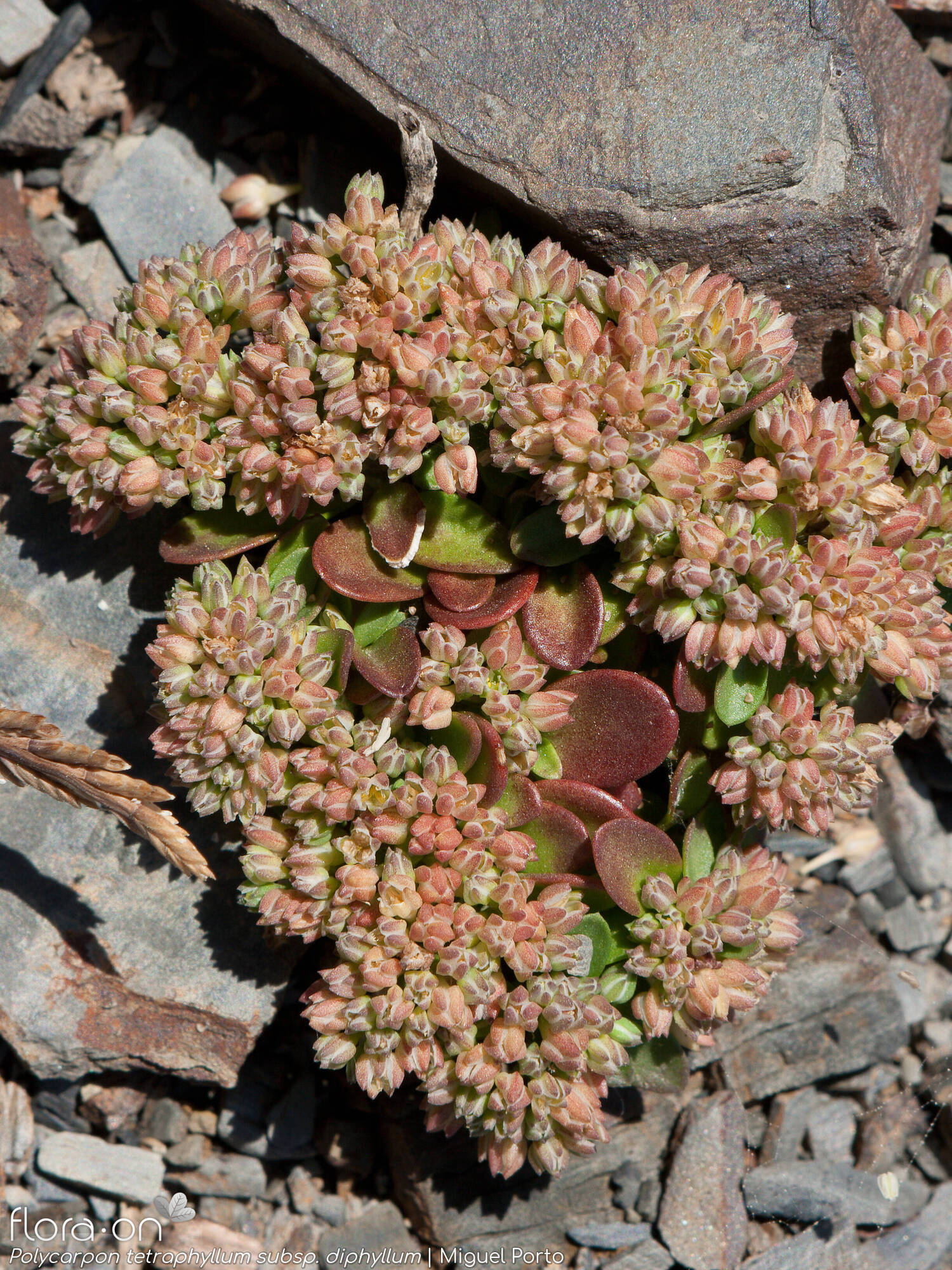 Polycarpon tetraphyllum - Flor (geral) | Miguel Porto; CC BY-NC 4.0