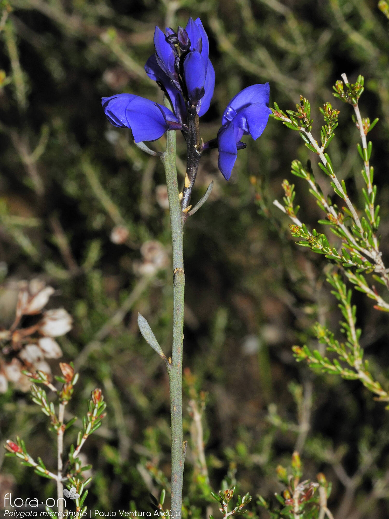 Polygala microphylla - Flor (geral) | Paulo Ventura Araújo; CC BY-NC 4.0