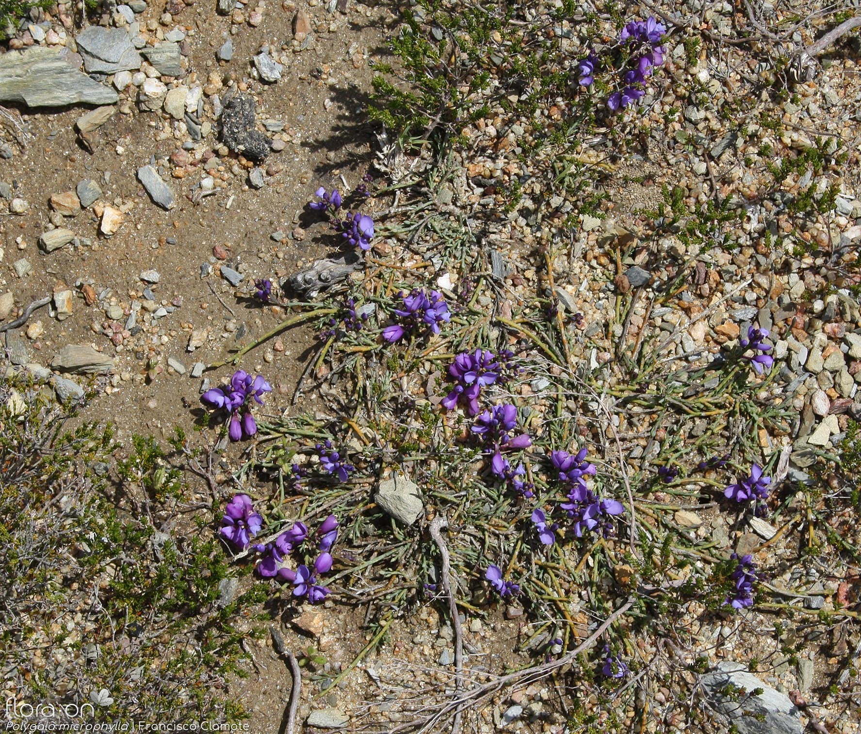 Polygala microphylla - Hábito | Francisco Clamote; CC BY-NC 4.0