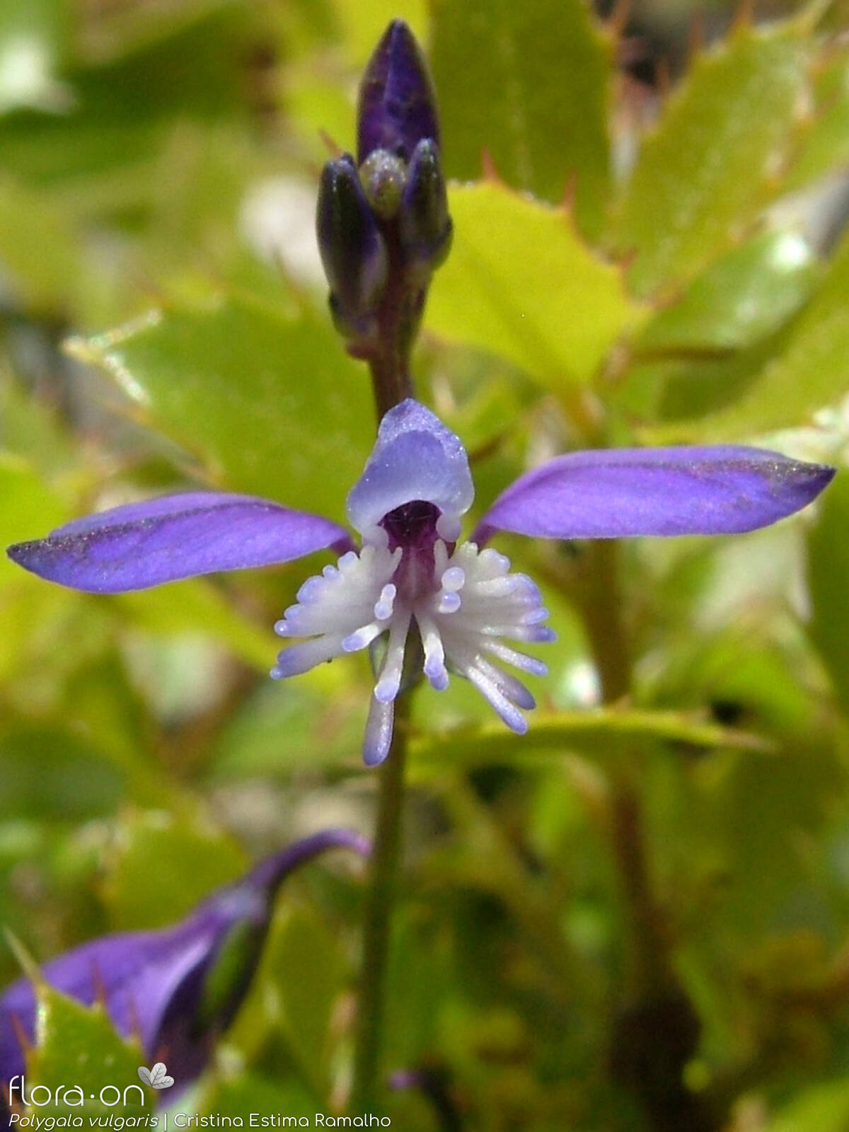 Polygala vulgaris - Flor (close-up) | Cristina Estima Ramalho; CC BY-NC 4.0