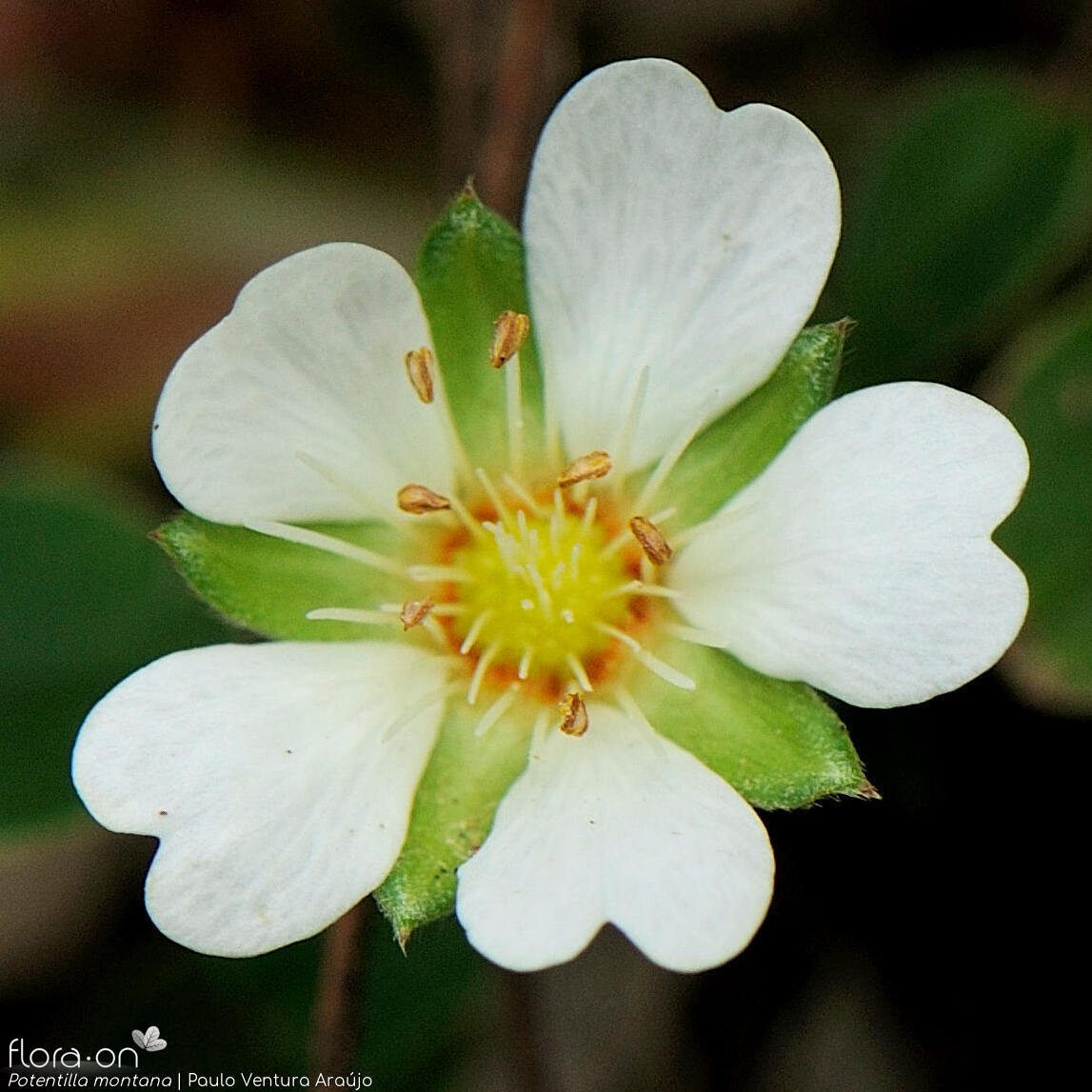 Potentilla montana - Flor (close-up) | Paulo Ventura Araújo; CC BY-NC 4.0