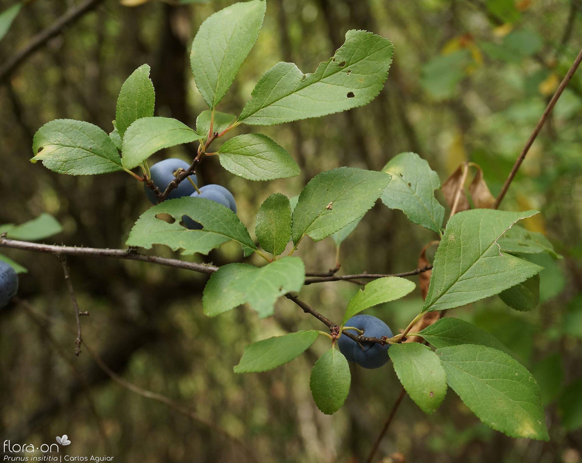 Prunus insititia - Folha (geral) | Carlos Aguiar; CC BY-NC 4.0