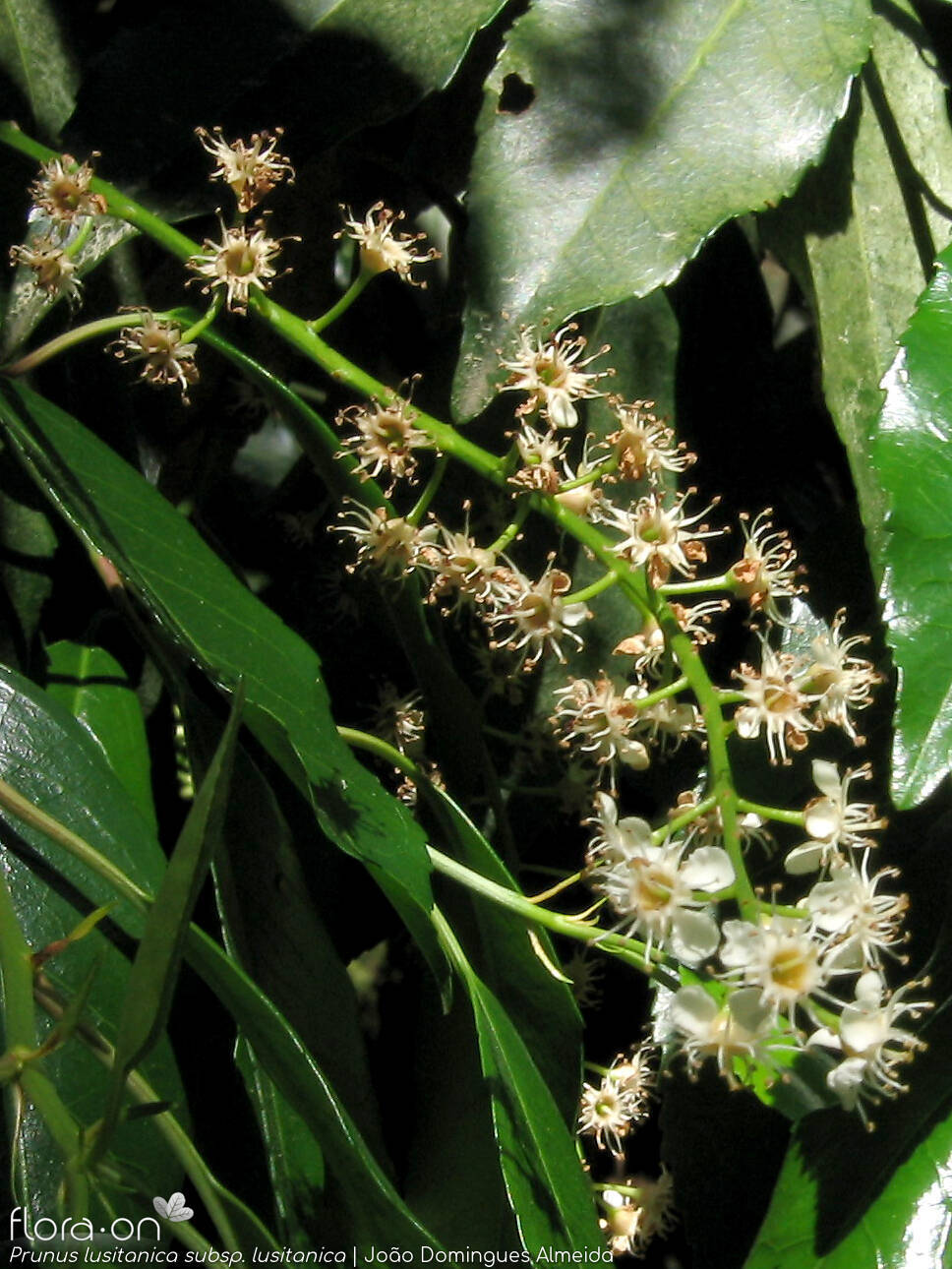 Prunus lusitanica lusitanica - Flor (geral) | João Domingues Almeida; CC BY-NC 4.0