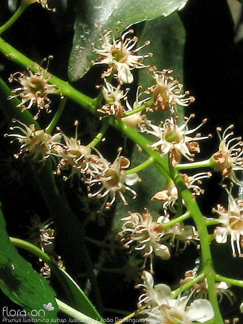 Prunus lusitanica lusitanica - Flor (close-up) | João Domingues Almeida; CC BY-NC 4.0