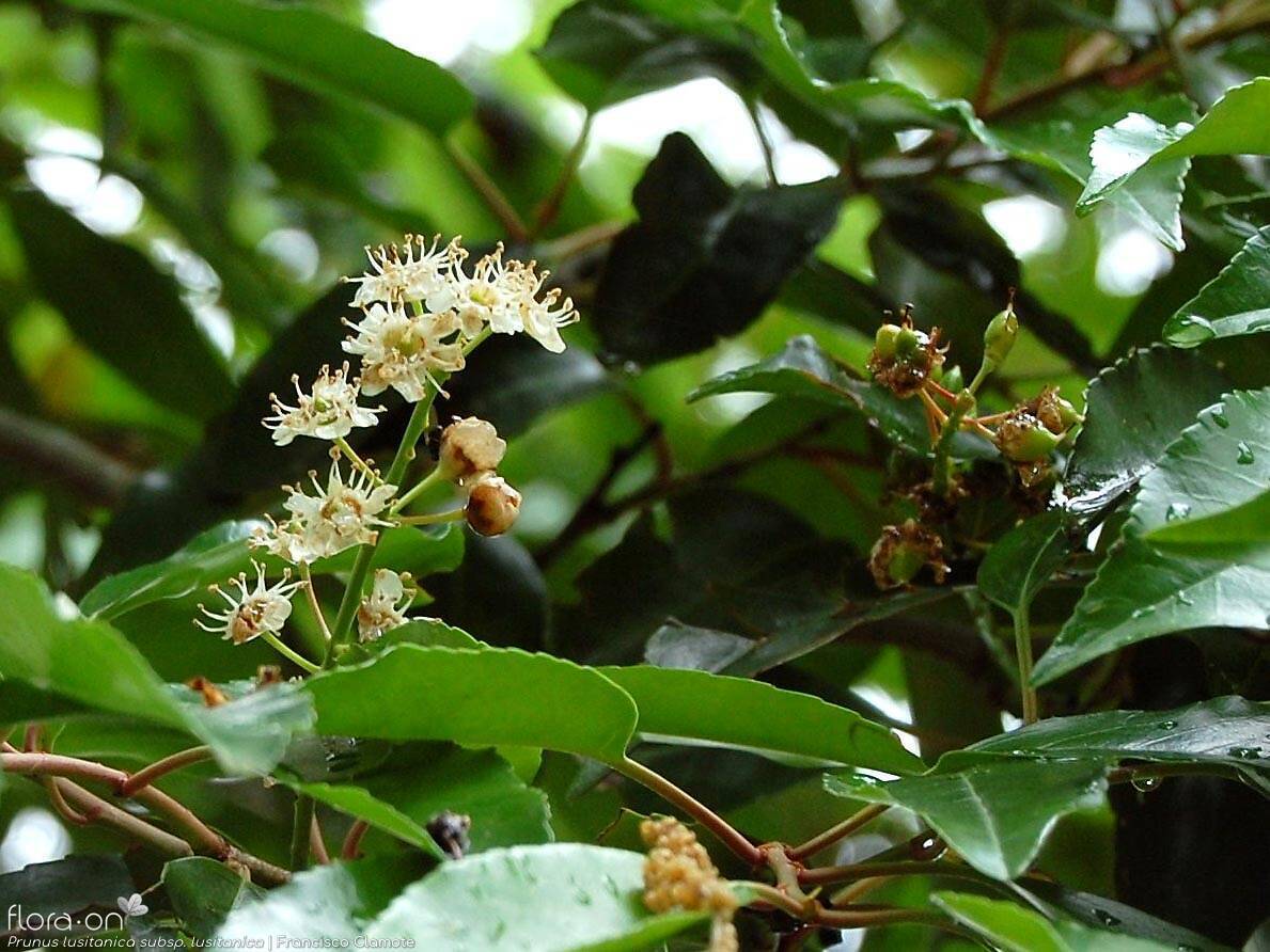 Prunus lusitanica lusitanica - Flor (geral) | Francisco Clamote; CC BY-NC 4.0