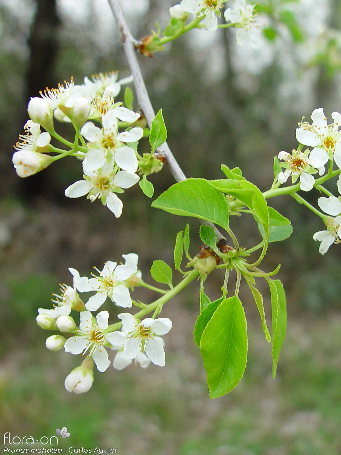 Prunus mahaleb - Flor (geral) | Carlos Aguiar; CC BY-NC 4.0