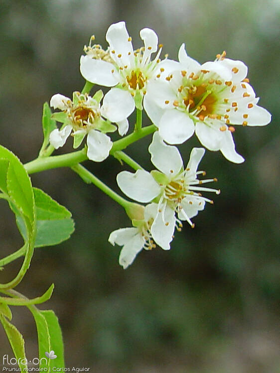Prunus mahaleb - Flor (close-up) | Carlos Aguiar; CC BY-NC 4.0
