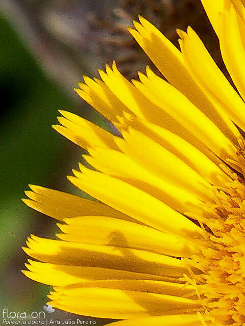 Pulicaria odora - Flor (close-up) | Ana Júlia Pereira; CC BY-NC 4.0