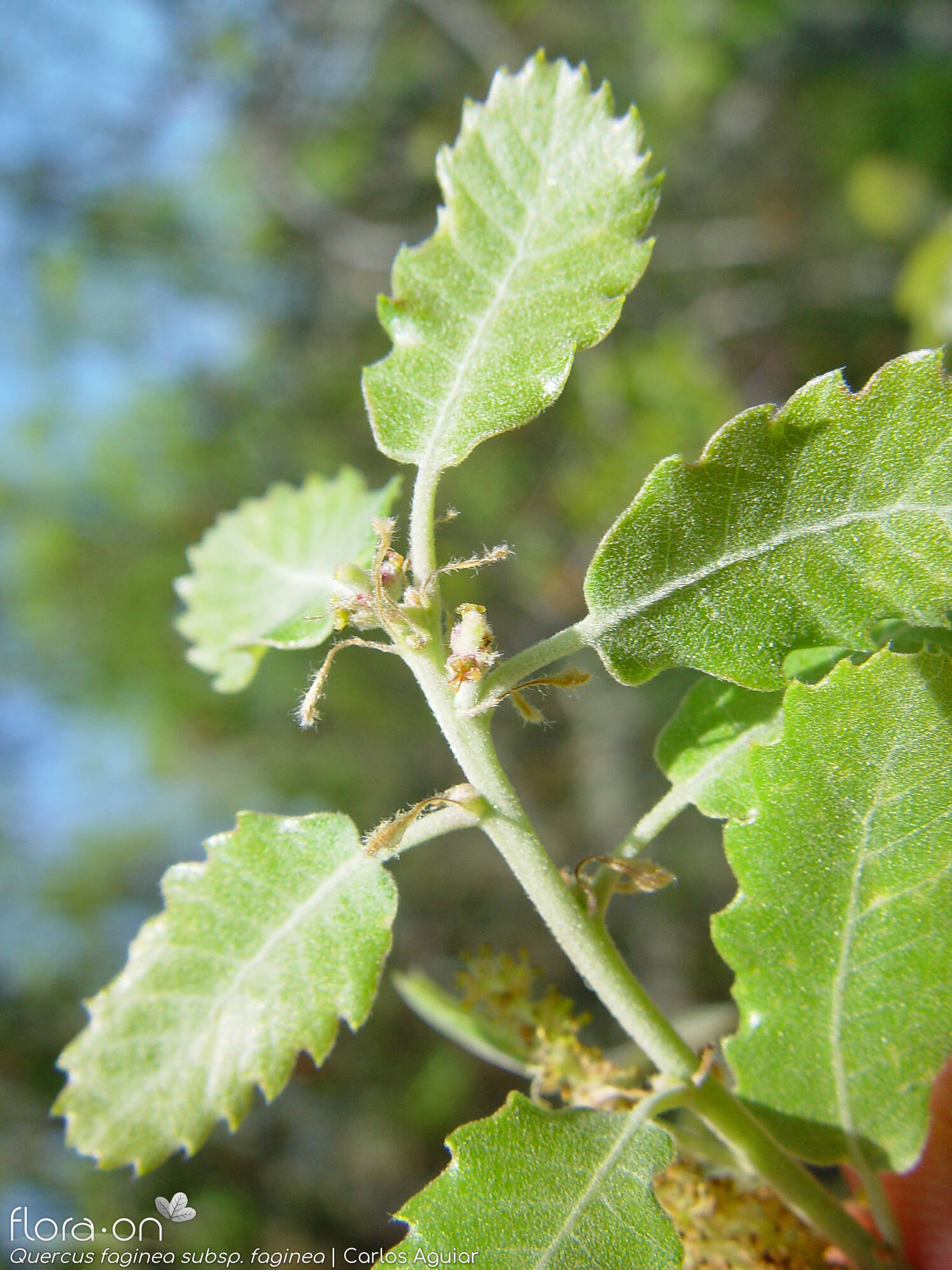 Quercus faginea