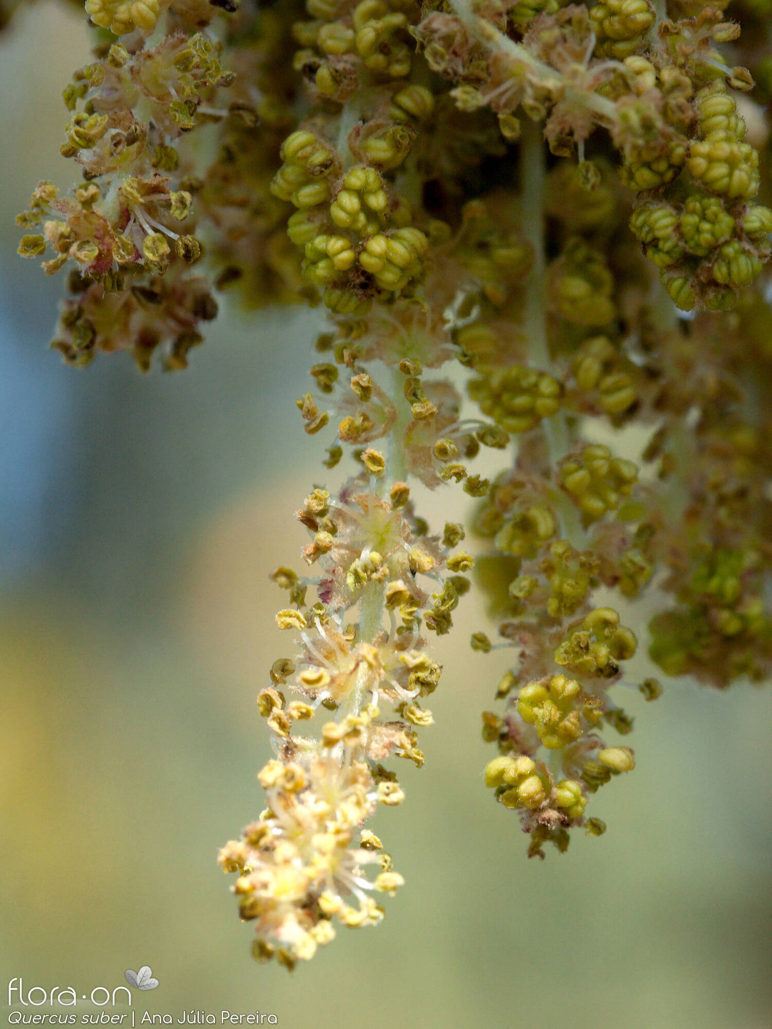 Quercus suber - Flor (close-up) | Ana Júlia Pereira; CC BY-NC 4.0