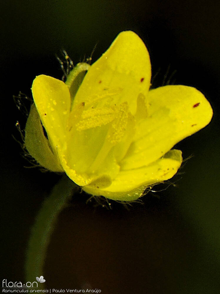 Ranunculus arvensis - Flor (close-up) | Paulo Ventura Araújo; CC BY-NC 4.0