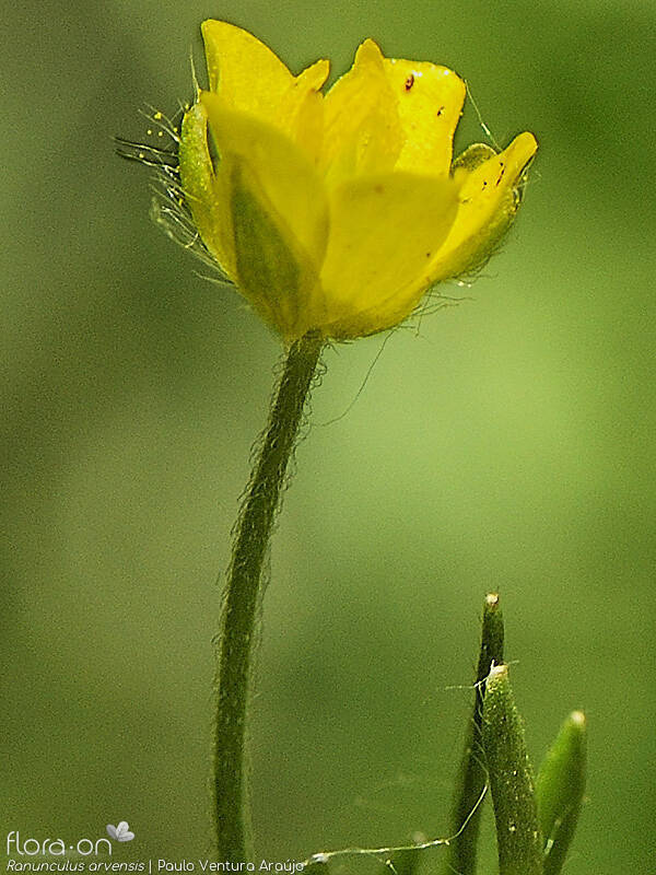 Ranunculus arvensis - Flor (close-up) | Paulo Ventura Araújo; CC BY-NC 4.0