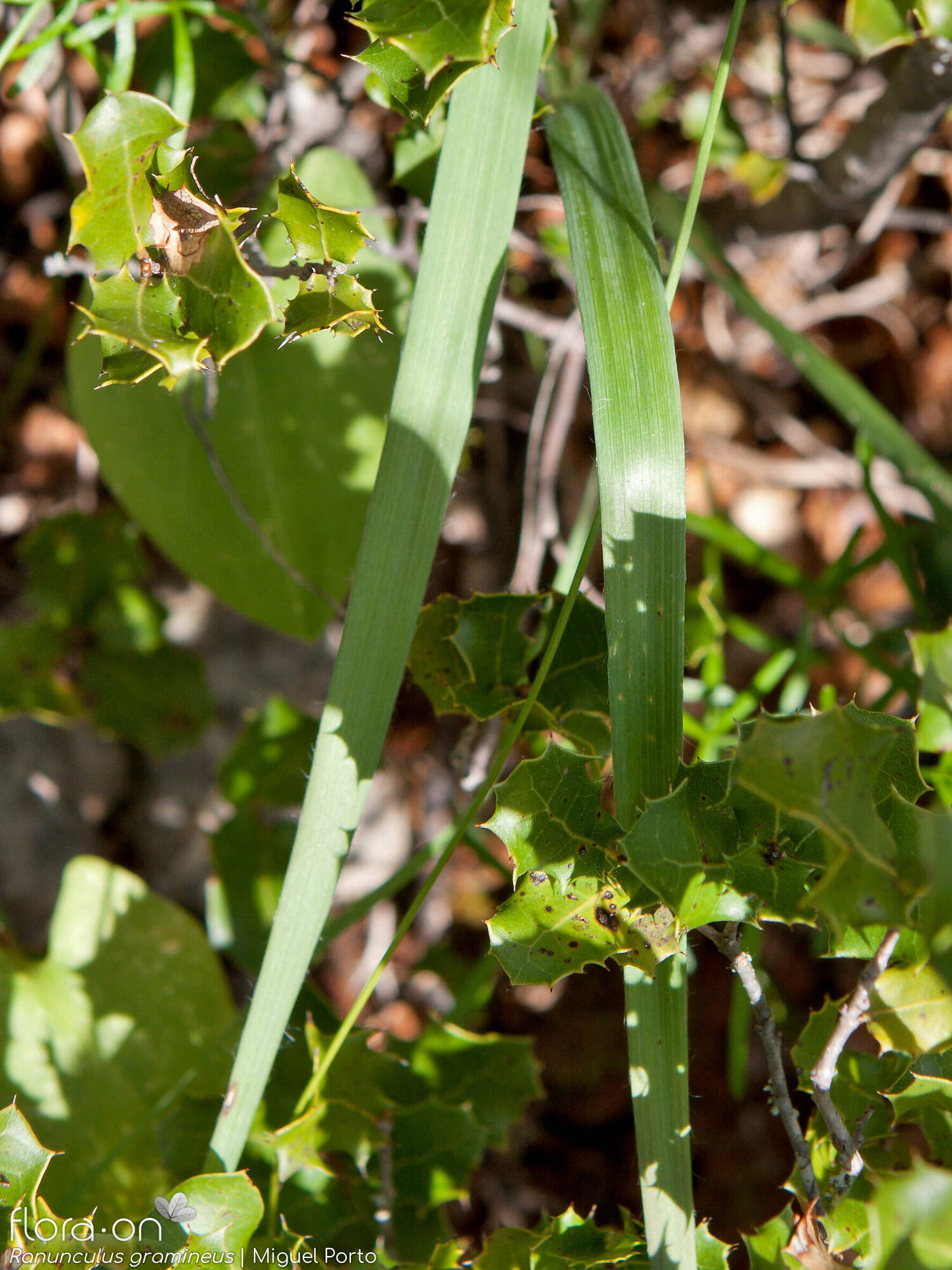 Ranunculus gramineus - Folha | Miguel Porto; CC BY-NC 4.0