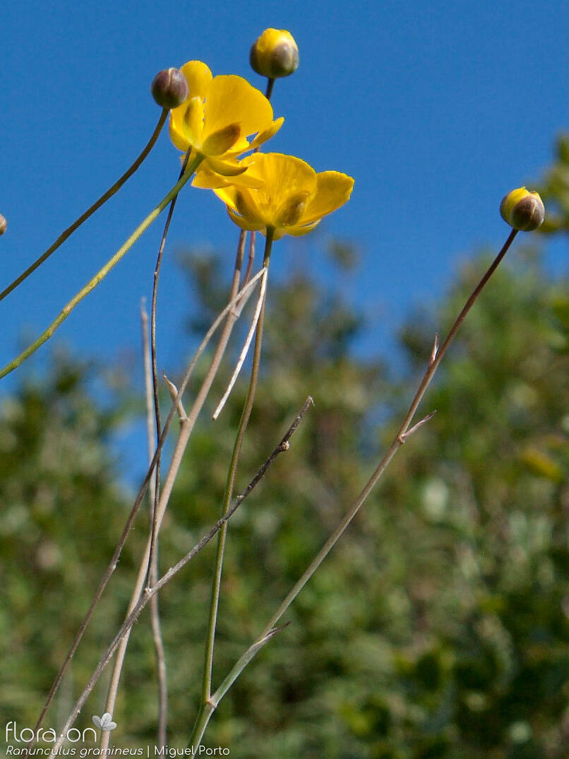 Ranunculus gramineus - Flor (geral) | Miguel Porto; CC BY-NC 4.0