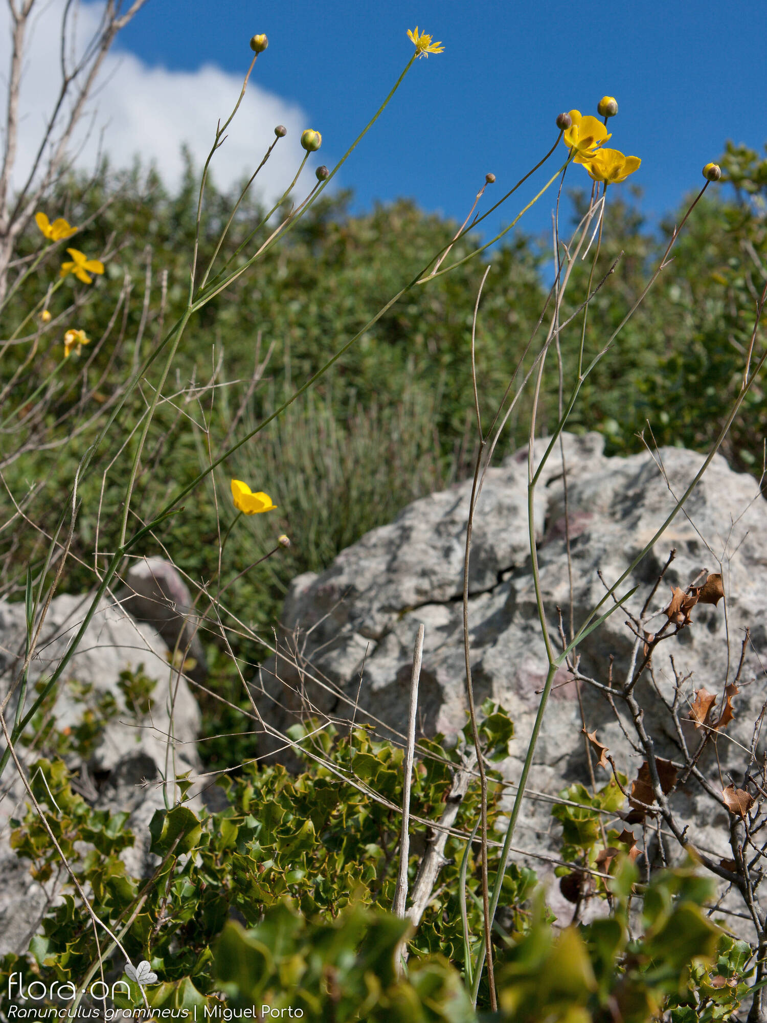 Ranunculus gramineus - Hábito | Miguel Porto; CC BY-NC 4.0