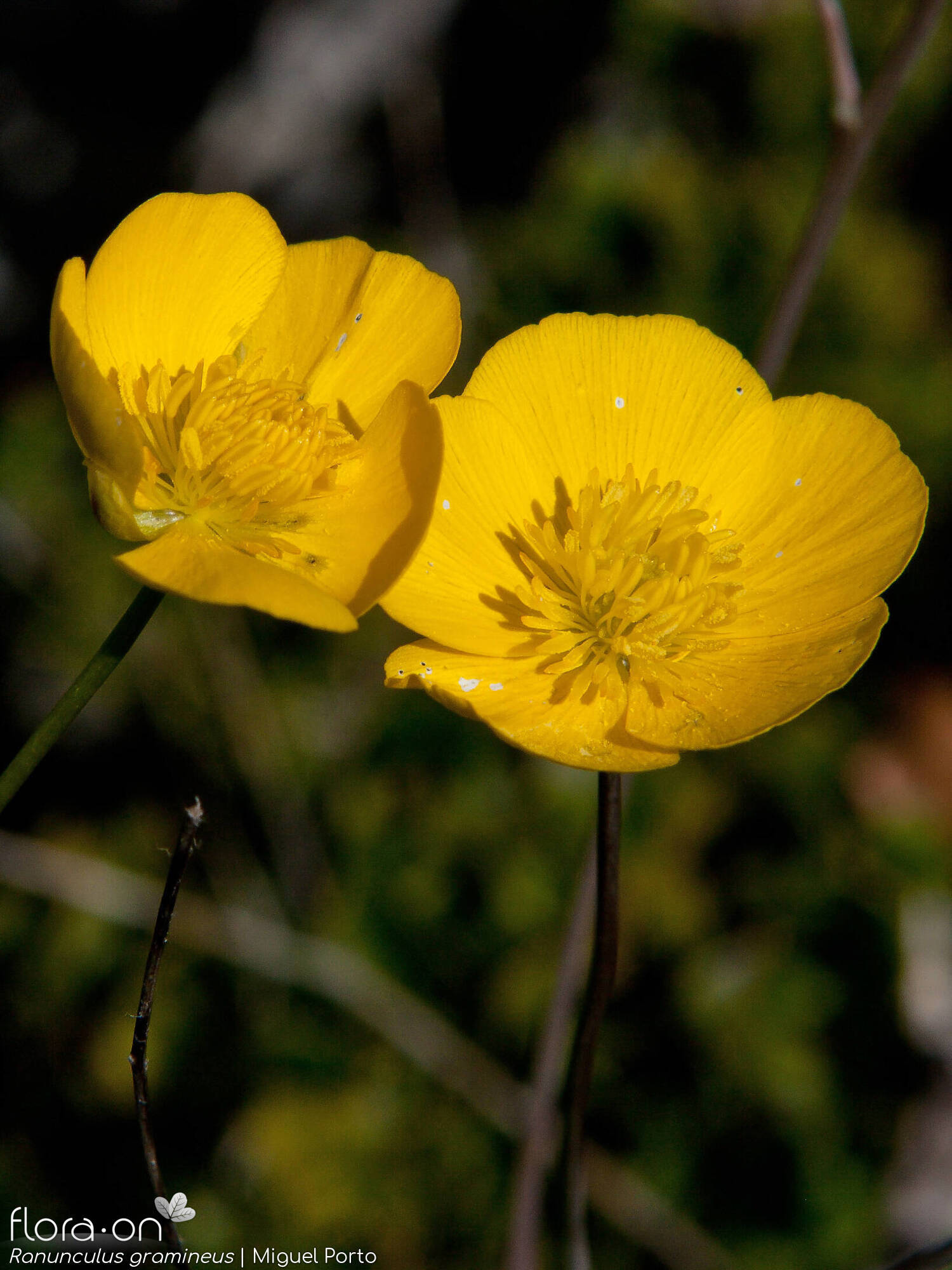 Ranunculus gramineus - Flor (close-up) | Miguel Porto; CC BY-NC 4.0