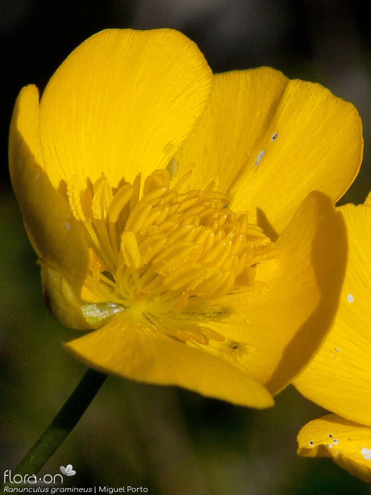 Ranunculus gramineus - Flor (close-up) | Miguel Porto; CC BY-NC 4.0