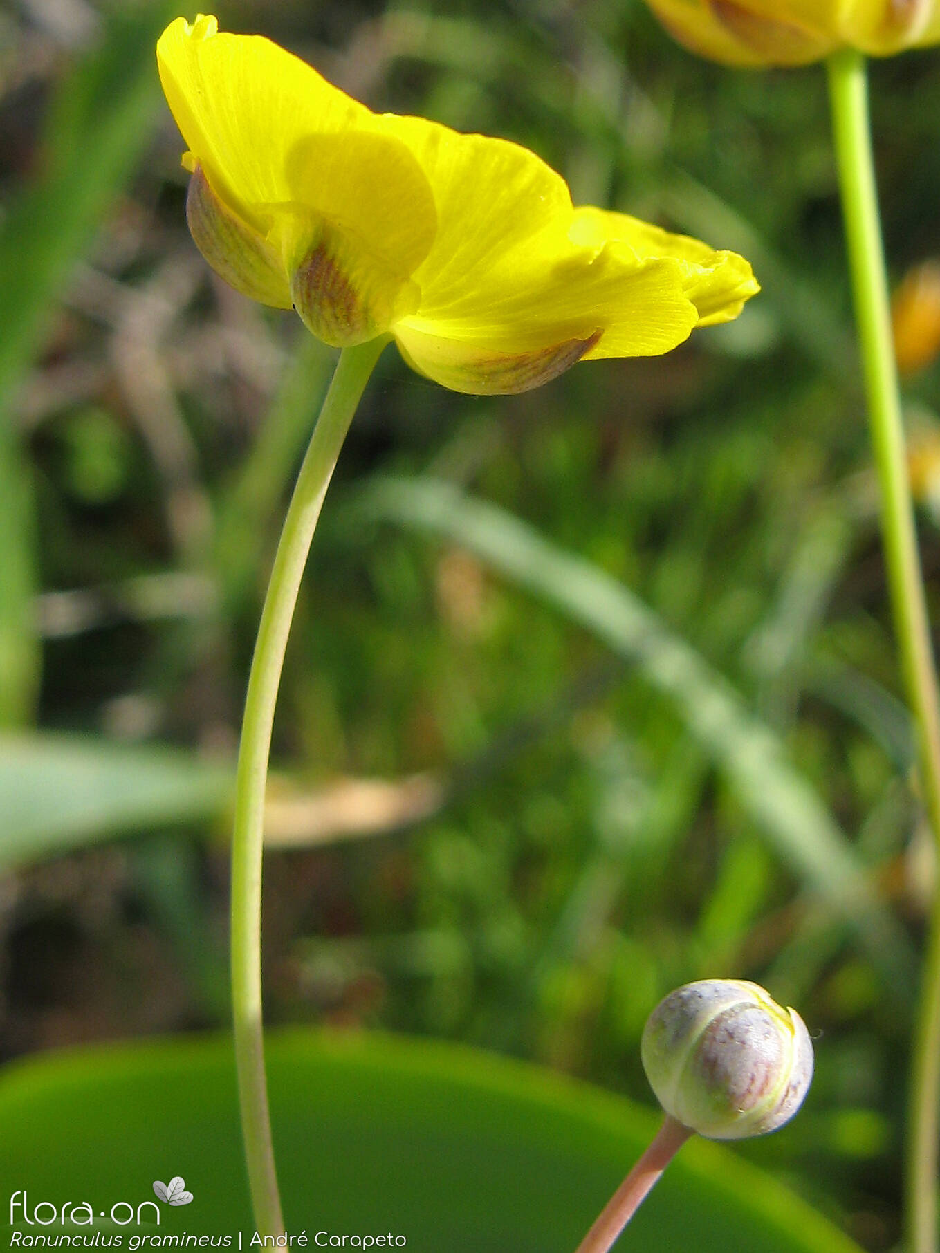 Ranunculus gramineus - Flor (close-up) | André Carapeto; CC BY-NC 4.0