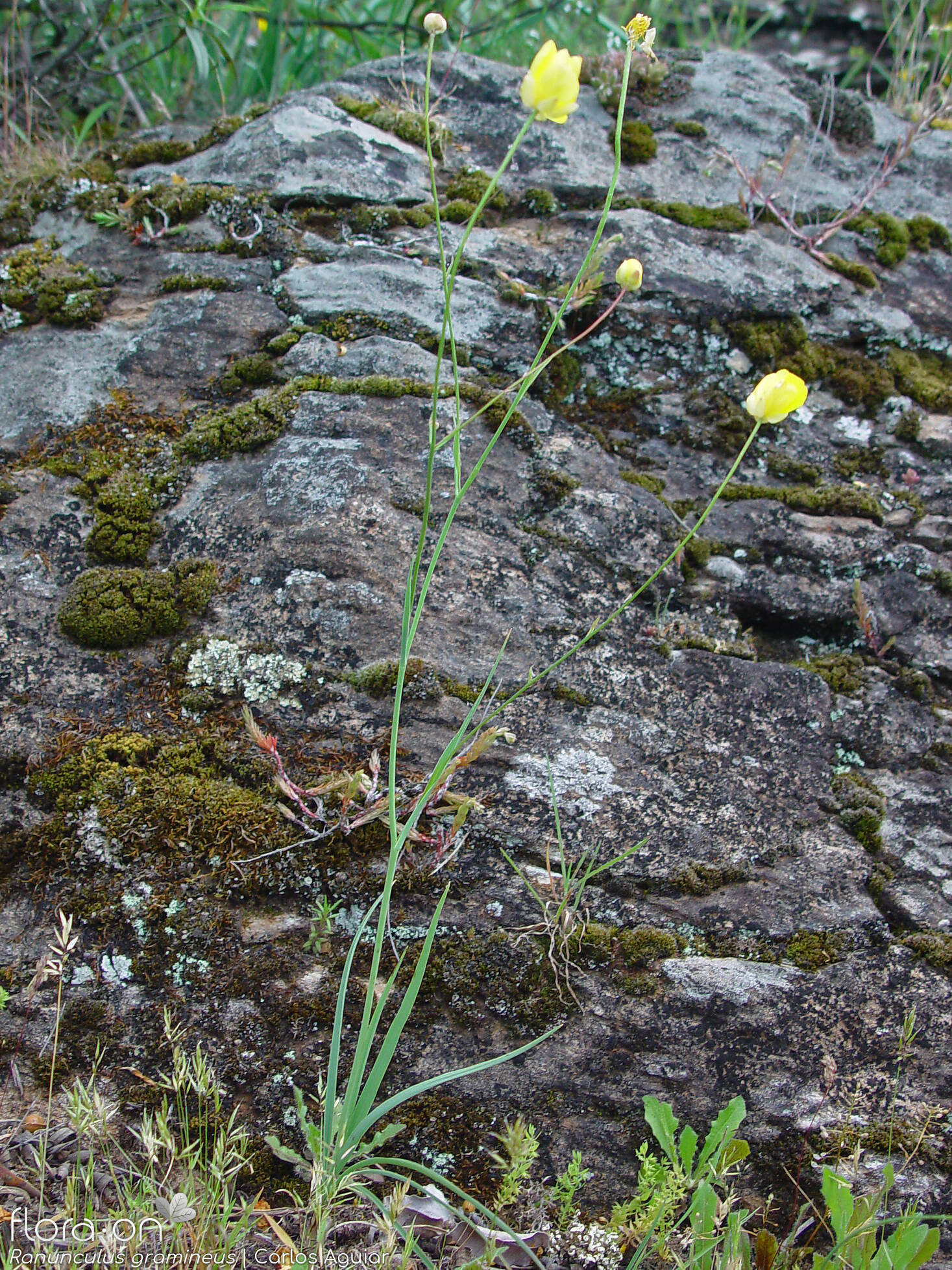 Ranunculus gramineus - Hábito | Carlos Aguiar; CC BY-NC 4.0